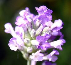 Lavendel-16.jpg